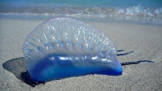 Момиченце намери на плажа "красив пакет", който за малко не й отне живота 