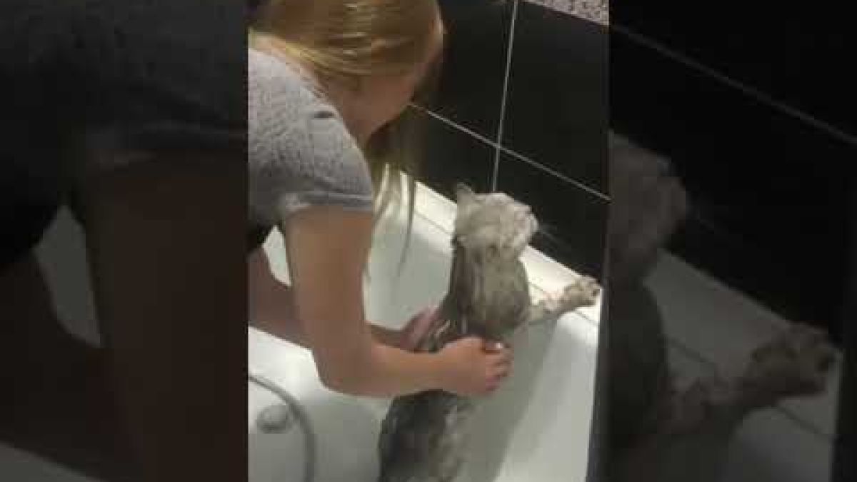 Вижте как котарак отговаря забавно на стопанката си, която го къпе ВИДЕО