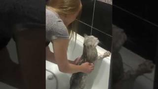Вижте как котарак отговаря забавно на стопанката си, която го къпе ВИДЕО