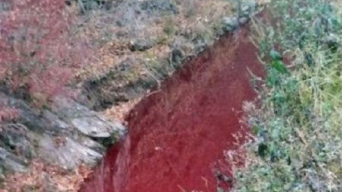 Заради масово клане потече кървава река в Южна Корея СНИМКА