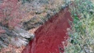 Заради масово клане потече кървава река в Южна Корея СНИМКА