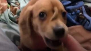 Кученце "еднорог" покори потребителите в мрежата ВИДЕО