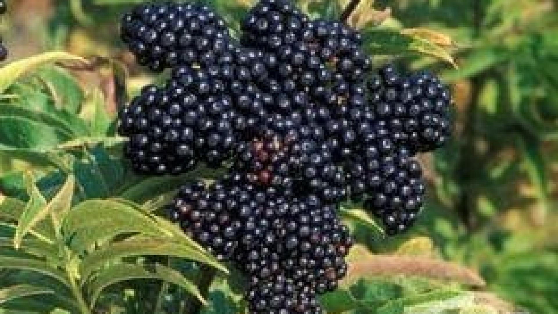 Целебен и вкусен сок унищожава всяка настинка и грип за нула време