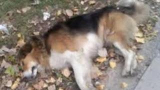 Трупове осеяха улиците на Сандански 