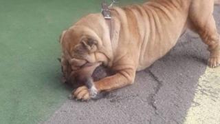 Тази коравосърдечна жена е виновна за кърваво убийство в Слънчев бряг СНИМКИ 18+