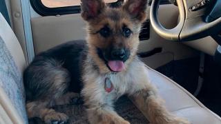 2-годишна немска овчарка изглежда като малко пале заради страшна болест СНИМКИ 