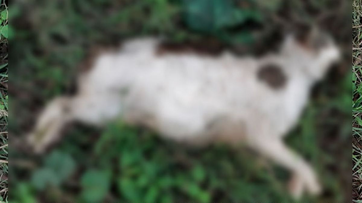 В бургаския кв. "Славейков" е страшно, навсякъде има трупове СНИМКИ 18+