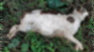 В бургаския кв. "Славейков" е страшно, навсякъде има трупове СНИМКИ 18+