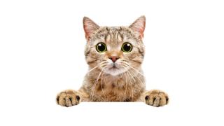 Руското правителство ще спасява... котките от студа