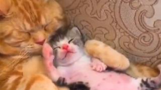 Светът полудя по тази котка и котенцето ѝ ВИДЕО 