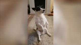 Куче се научи да седи като човек и ужасно му харесва ВИДЕО