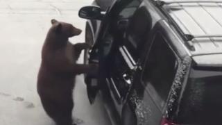 Мечка си отвори вратата на джип, намъкна се вътре и... ВИДЕО 