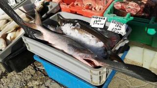 Няма да повярвате какво чудо се продава за Никулден на рибната борса във Варна СНИМКА