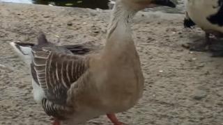 Такова нещо не се вижда всеки ден: Гъска милва кученце ВИДЕО