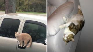 Смешни СНИМКИ на котки, които отказват да се подчиняват на законите на физиката