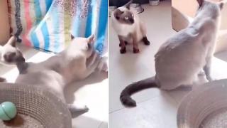 Котка рязко и страховито прекъсна играта между котарак и котенца ВИДЕО
