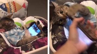 Зависимо от телефона коте се ядоса на собственика си и разсмя мрежата ВИДЕО