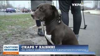 Куче донесе на стопанката си по време на разходка пръстен с брилианти 