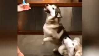 Забавната реакция на куче на рождения си ден развесели мрежата ВИДЕО