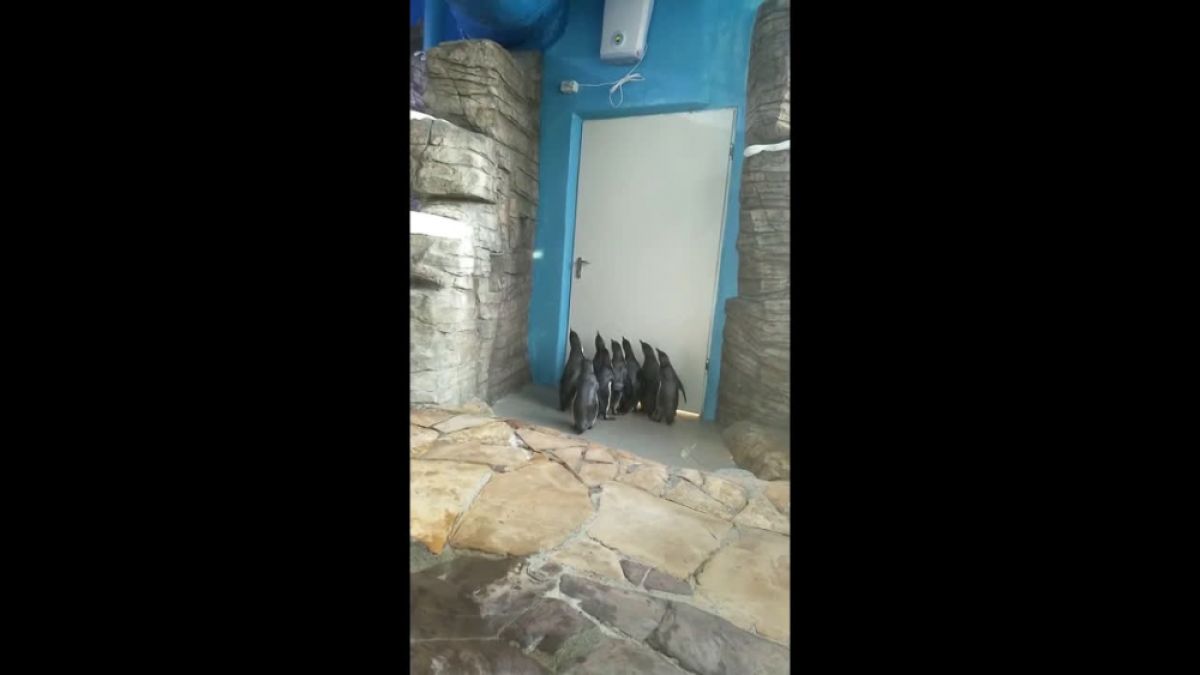 Тези сладки пингвини луднаха по слънчево зайче ВИДЕО