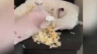 Куче устрои истински погром и остана доволно от себе си ВИДЕО