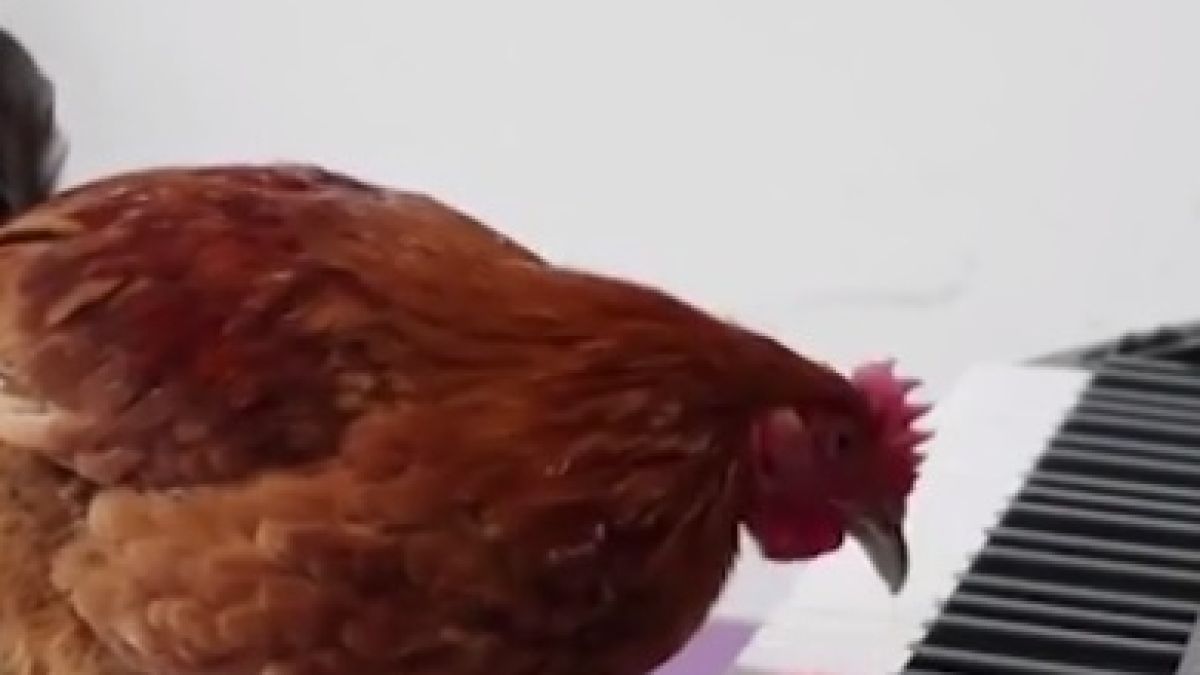 Чудо! Студент научи кокошка да свири на пиано ВИДЕО