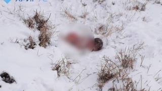 Кучета разкъсаха и изядоха новородено бебе СНИМКА 18+