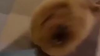 Уникално! Кученце защитава стопанката си от сексуален тормоз ВИДЕО