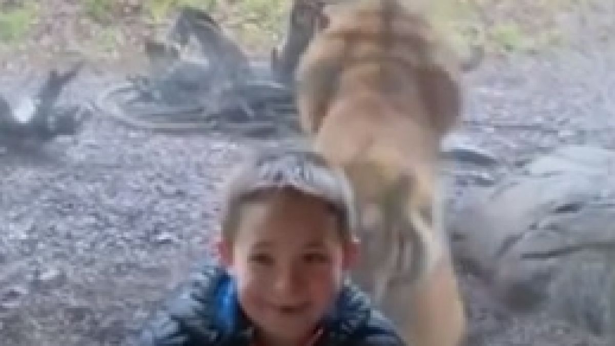 Уникално ВИДЕО с тигър, нападащ малко дете в зоопарк, взриви мрежата
