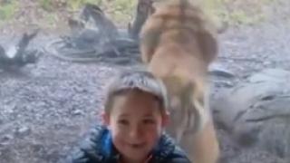 Уникално ВИДЕО с тигър, нападащ малко дете в зоопарк, взриви мрежата