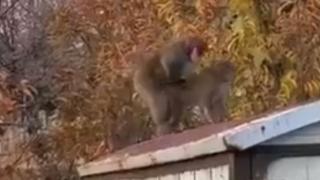 Воайор реши да заснеме как две маймуни правят секс, но изненадващо... ВИДЕО