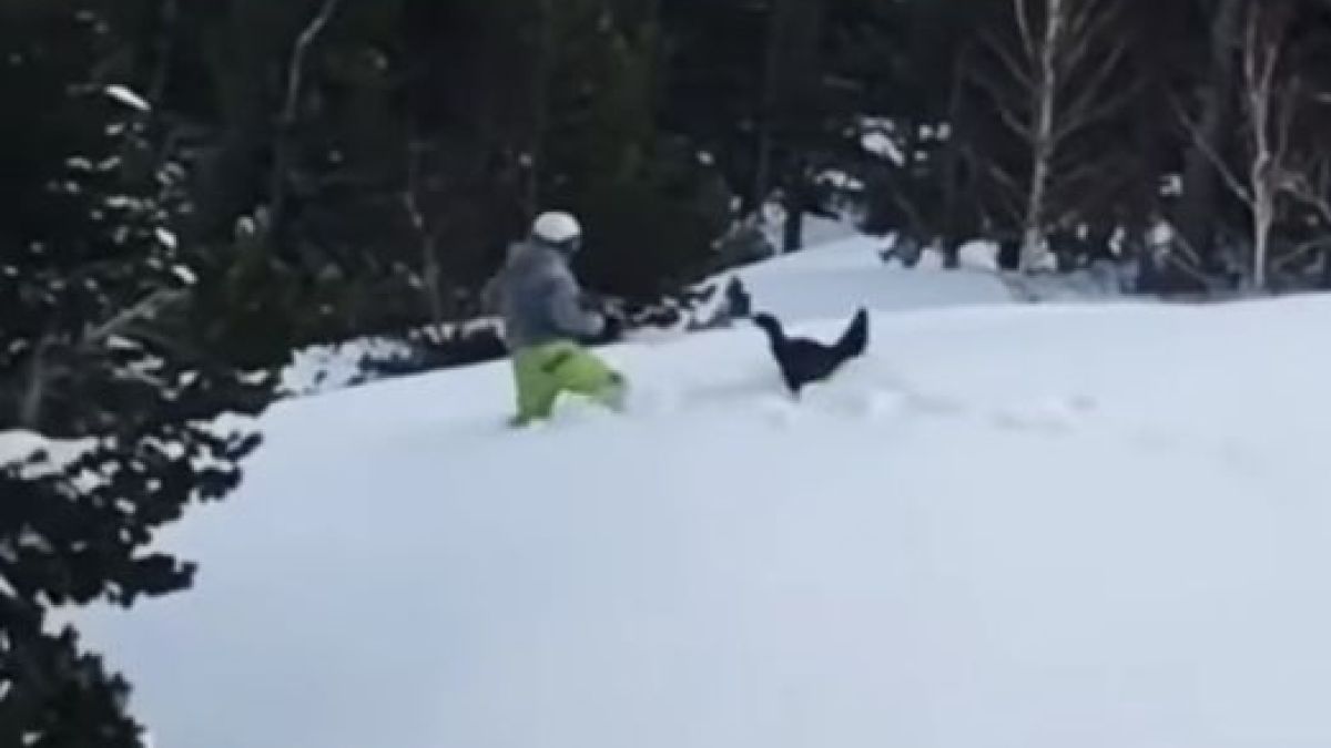 Зрелищно ВИДЕО показва борбата на живот и смърт между сноубордист и глухар 
