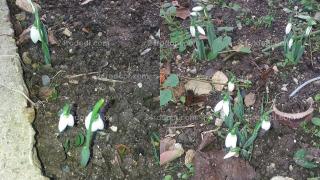 Невиждана случка навръх Коледа в Пепелище СНИМКА