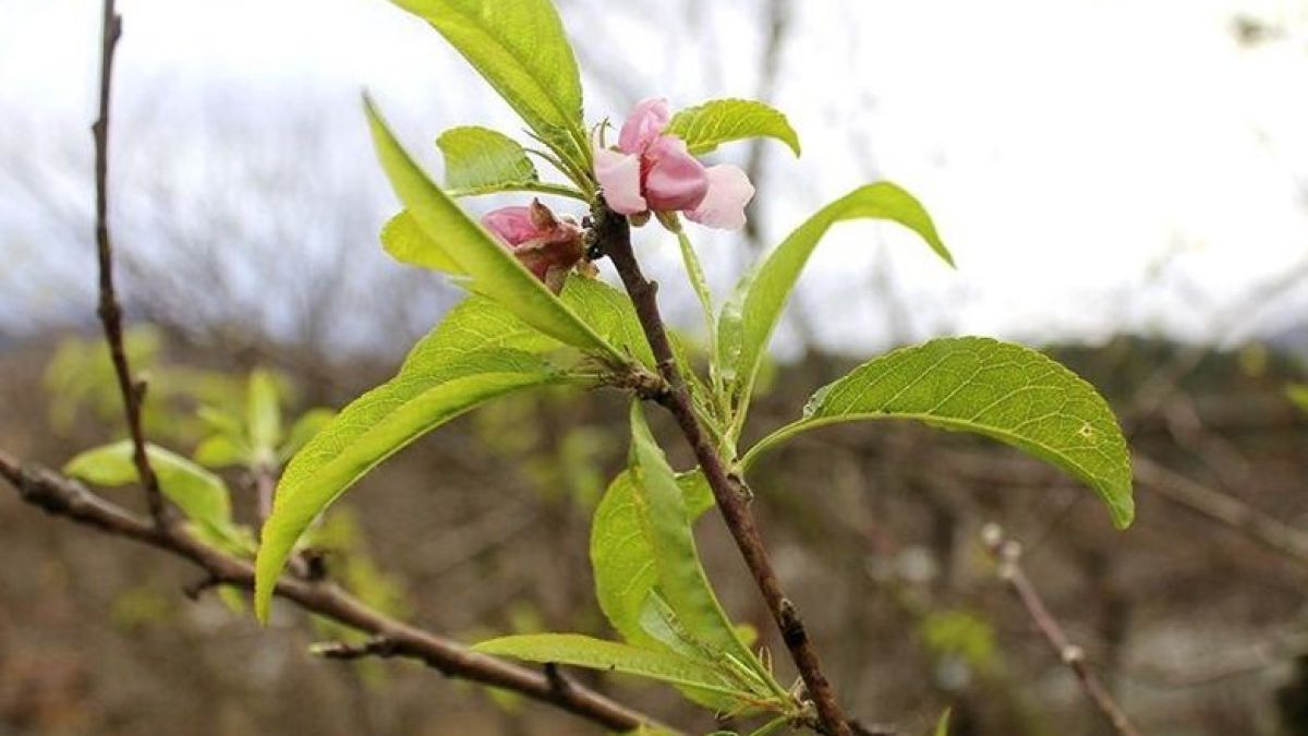 Поредно коледно чудо шашардиса хората в Искърското дефиле СНИМКИ 