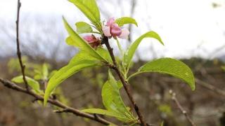 Поредно коледно чудо шашардиса хората в Искърското дефиле СНИМКИ 