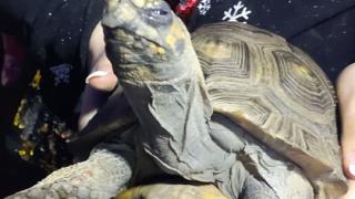 Ядосана костенурка подпали къща