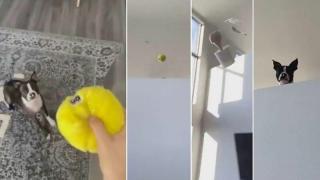 Куче си отмъсти на господаря, който го измами ВИДЕО