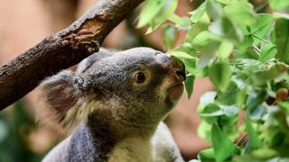 Коала спря колоездачи, за да получи вода ВИДЕО