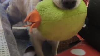 Историята на кучето Сара разплака цяла България  СНИМКИ 