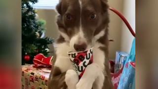 Куче се научи да държи чаша с лапи като човек ВИДЕО