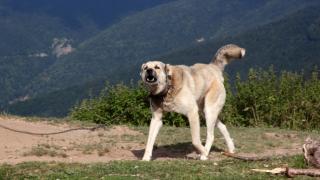 Подивяло куче осакати 12-годишно дете в Монтана