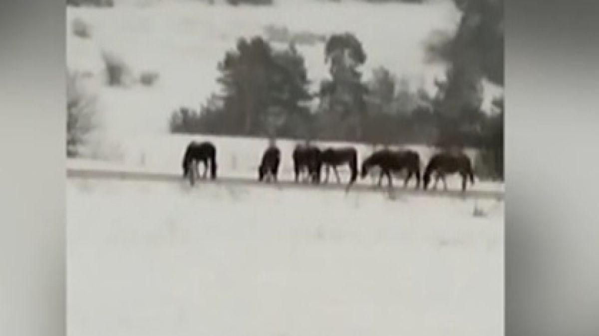 Гнусна твар изтече от чешма на жена в Сопот СНИМКИ
