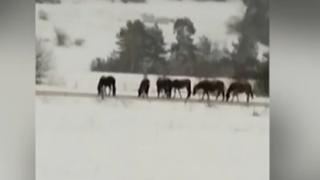 Гнусна твар изтече от чешма на жена в Сопот СНИМКИ