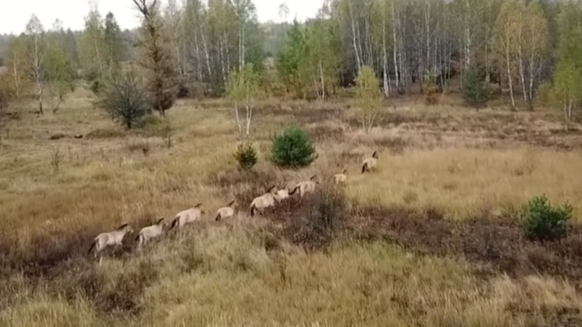 Табун диви коне препуска из радиационните поляни в Чернобилската "Зона на смъртта"