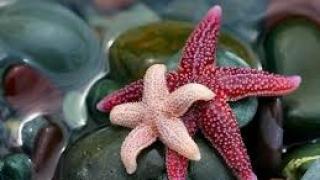 Учени от Оксфорд с откритие, което променя представите ни за животинския свят