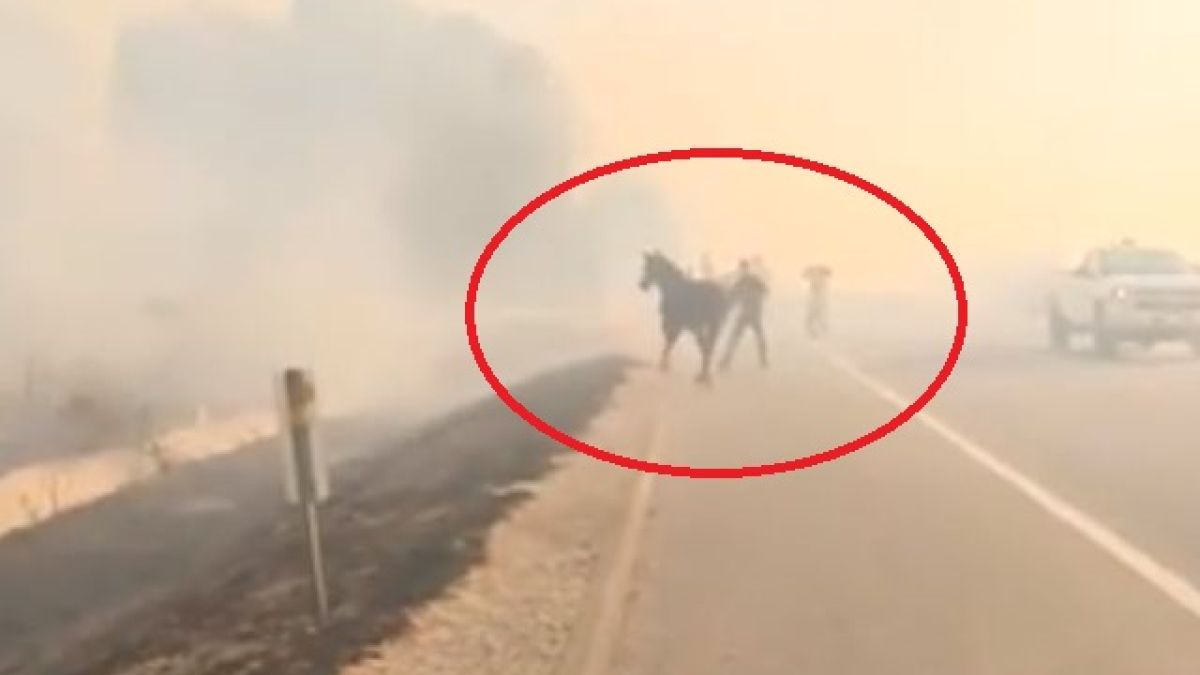 Целият свят плаче заради това ВИДЕО от огнения ад в Австралия