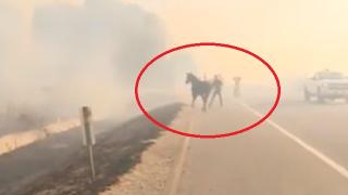 Целият свят плаче заради това ВИДЕО от огнения ад в Австралия