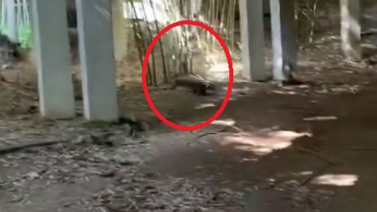 Преслава преживя голям ужас в Тайланд, нападна я... ВИДЕО