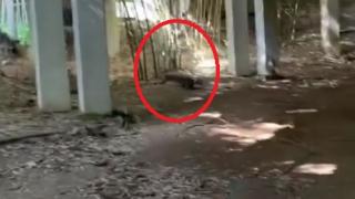Преслава преживя голям ужас в Тайланд, нападна я... ВИДЕО