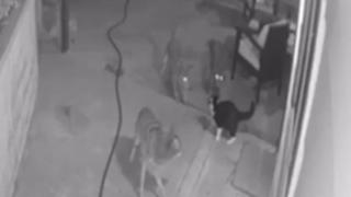 Смела котка преби три койота, за да защити дома си ВИДЕО 